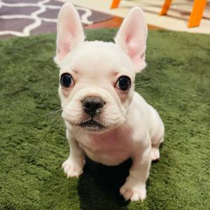 Süße reinrassige Französische Bulldoggenwelpen