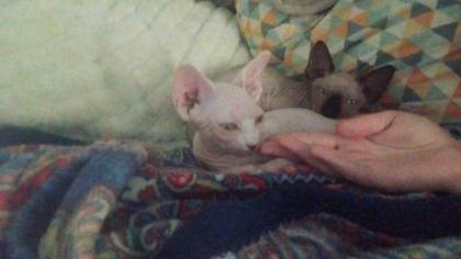 Kanadische Sphynx