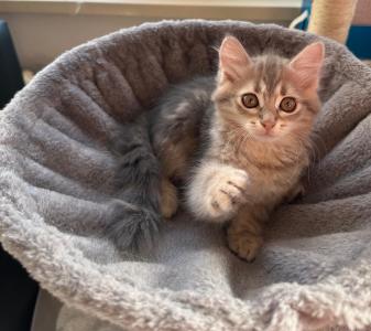Sibirische waldkatze kitten katzen