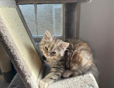 Sibirische waldkatze kitten katzen