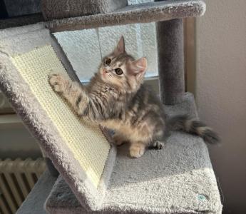 Sibirische waldkatze kitten katzen