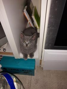 Kitten Russich Blau Mix