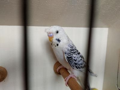 Wellensittiche Texas Clearbodys