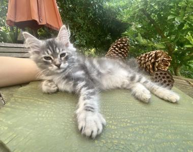 Wunderschöner Sibirische Katerchen Bulat sucht ein liebevolles Zuhause!