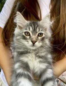 Wunderschöner Sibirische Katerchen Bulat sucht ein liebevolles Zuhause!