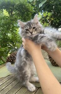 Wunderschöner Sibirische Katerchen Bulat sucht ein liebevolles Zuhause!