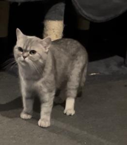Bkh Silver tabby zu verkaufen
