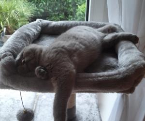 Britisch kurzhaar Katze