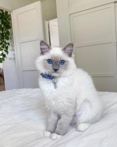 Entzückende Ragdoll-Kätzchen (männlich und weiblich)