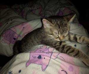 ♥️ Süßes Katerchen - BKH/EKH-Mix - 13 Wochen alt - entwurmt & geimpft - sucht liebevolles Zuha