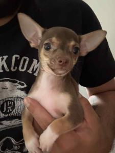 Mini Chihuahua - Welpin Weiblich sucht ein liebevolles Zuhause