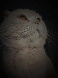 Scottish Fold Kater * Katze