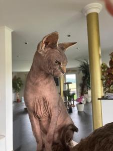 Sphynx