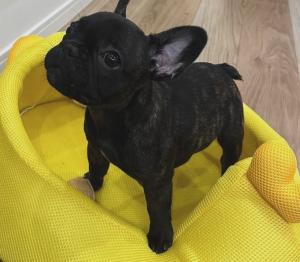 Süße reinrassige Französische Bulldoggenwelpen