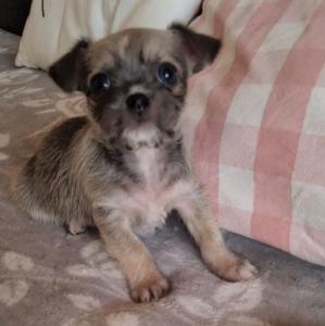 3 Chihuahua  Shi-Tzu Welpen