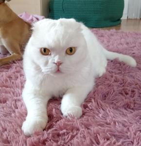 Reinrassiger Scottish Fold Kater kastriert