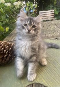 Wunderschöner Sibirische Katerchen Bulat sucht ein liebevolles Zuhause!