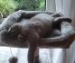 Britisch kurzhaar Katze