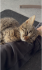 Kätzchen / Katze abzugeben