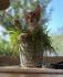 Kater 2 Monate Sucht Zuhause