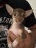 Mini Chihuahua - Welpin Weiblich sucht ein liebevolles Zuhause