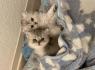 Reinrassige Britisch Langhaar Kitten