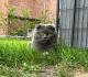 Scottish Fold Kater Kastriert 3 Jahre
