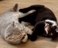 Scottish Fold - knapp 5 Monate alt