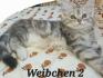 Sibirische waldkatze kitten katzen