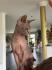 Sphynx