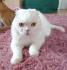 Reinrassiger Scottish Fold Kater kastriert