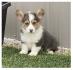 Welsh Corgi Pembroke