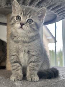 Demnächst abgabebreit! Zwei BKH Kitten, Katzen-Mädchen mit Stammbaum, Impfung, Gesundheitszeugnis