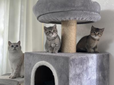 Demnächst abgabebreit! Zwei BKH Kitten, Katzen-Mädchen mit Stammbaum, Impfung, Gesundheitszeugnis