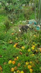 Katzenbabys, Kitten ,12 Wochen junge Katzen abzugeben