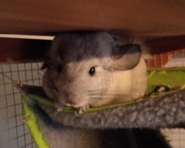 2 liebe Chinchillas suchen ein neues Zuhause