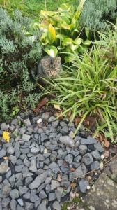 Katzenbabys, Kitten ,12 Wochen junge Katzen abzugeben