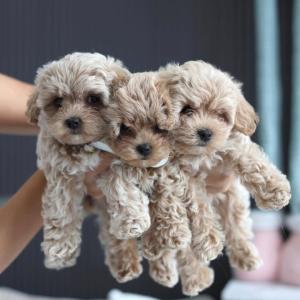 Tolle Maltipoo-Welpen