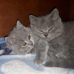 Aus 23jähriger Hobbyzucht 6 wunderschöne British Kurzhaar-Kitten  mit Stammbaum,