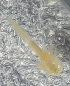 Axolotl Jungtiere