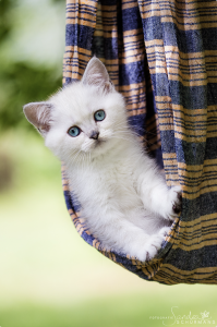 Besondere Bärchen, für besondere Meschen! Adoptiveltern gesucht....