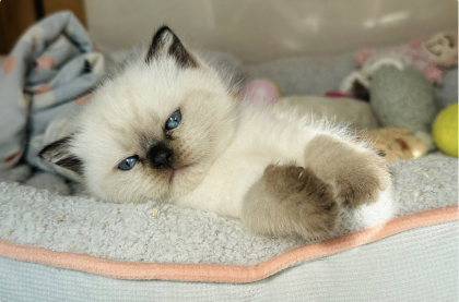 Besondere Bärchen, für besondere Meschen! Adoptiveltern gesucht....