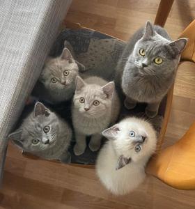 BKH Kitten Katerchen