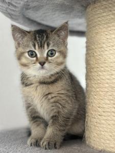Demnächst abgabebreit! Zwei BKH Kitten, Katzen-Mädchen mit Stammbaum, Impfung, Gesundheitszeugnis