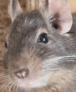 Degus mit oder ohne Nagarium und viel Zubehör