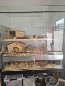 Degus mit oder ohne Nagarium und viel Zubehör