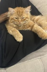 Dringend!!! Junge Sibirische waldkatze / Ragdoll geschwister suchen neues zuhause