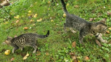 Katzenbabys, Kitten ,12 Wochen junge Katzen abzugeben