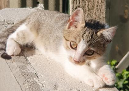 Kitten auszugbereit
