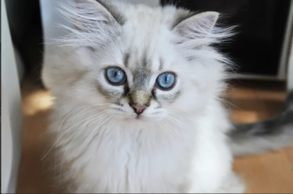 Kitten British Langhaar